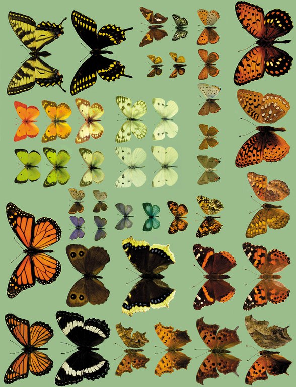 Color Plate of butterflies Figure 14