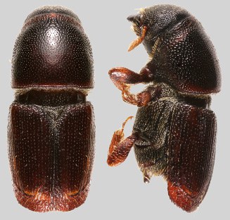 Smallerr European elm bark beetle