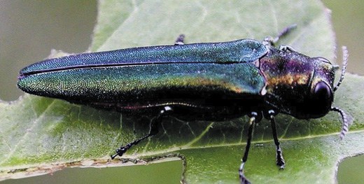 Cover Photo Emeral ash borer adult