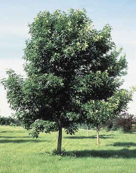 Figure 11 Green ash tree full picture