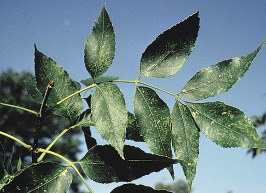 Figure 11b Green ash leaves