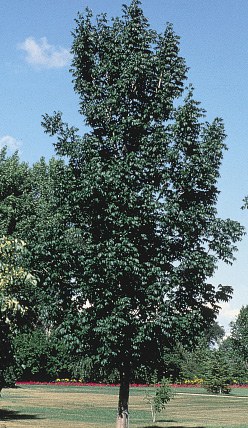 Figure 12 full black ash tree