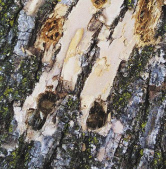 Figure 16 Woodpecker damage on EAB infested tree