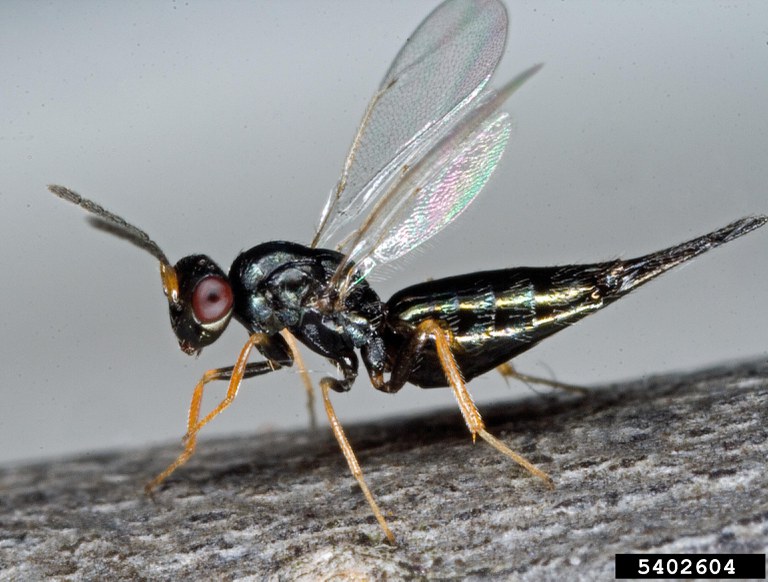 Figure 18 Eulophid wasp