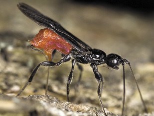 Figure 19 Braonid wasp