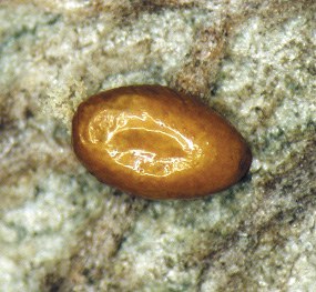 Figure 4 Emerald ash borer egg