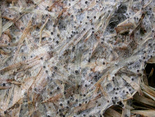 Gray snow mold sclerotia