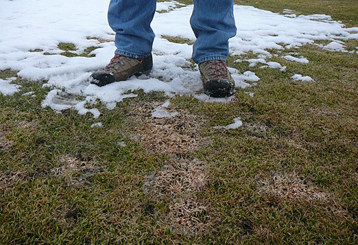 Pink snow mold with snow