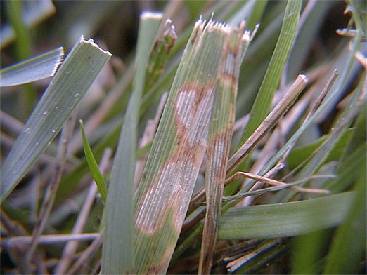 Brown patch leaf lesions