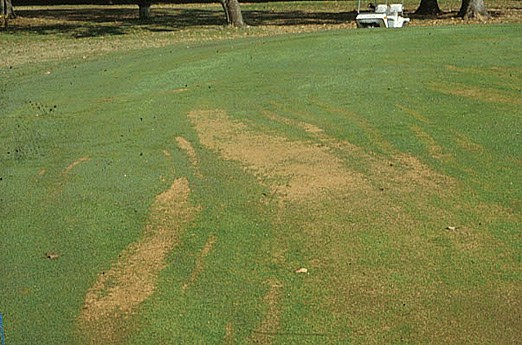 Pythium blight spread by flowing surface water
