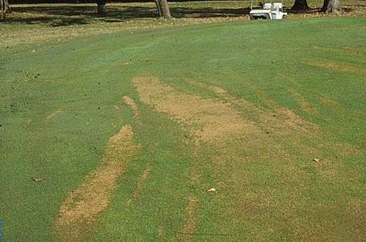 Pythium blight spread by flowing surface water