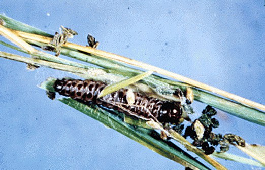 Sod webworm larvae