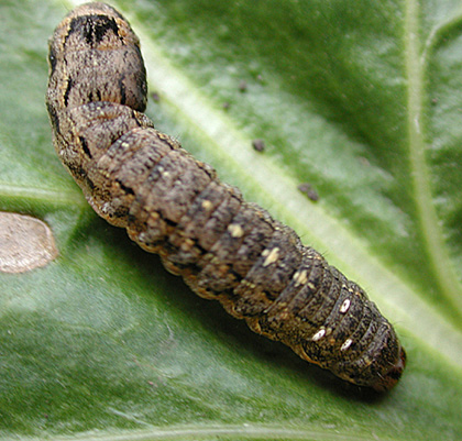 Variegated cutworm larva, closeup