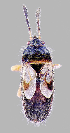 Western chinch bug nymph
