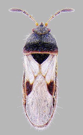 Western chinch bug adult