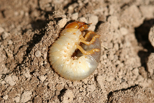 May/June beetle larvae