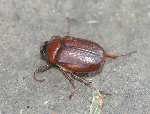 May/June beetle adult