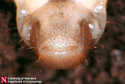 Masked chafer beetle larvae raster pattern