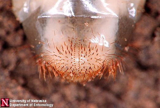 May/June Beetle larvae raster pattern