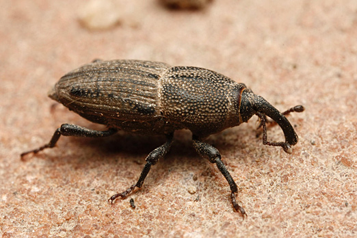 Billbug beetle adult