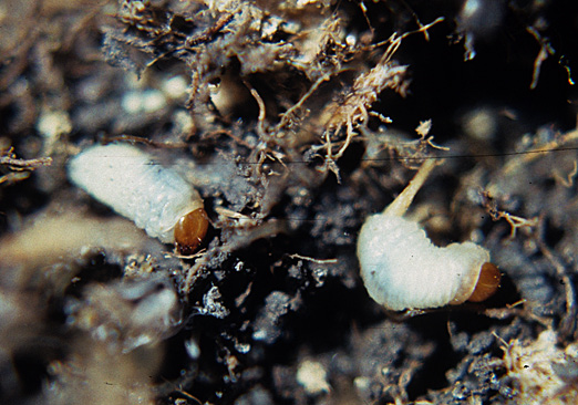 Billbug larvae