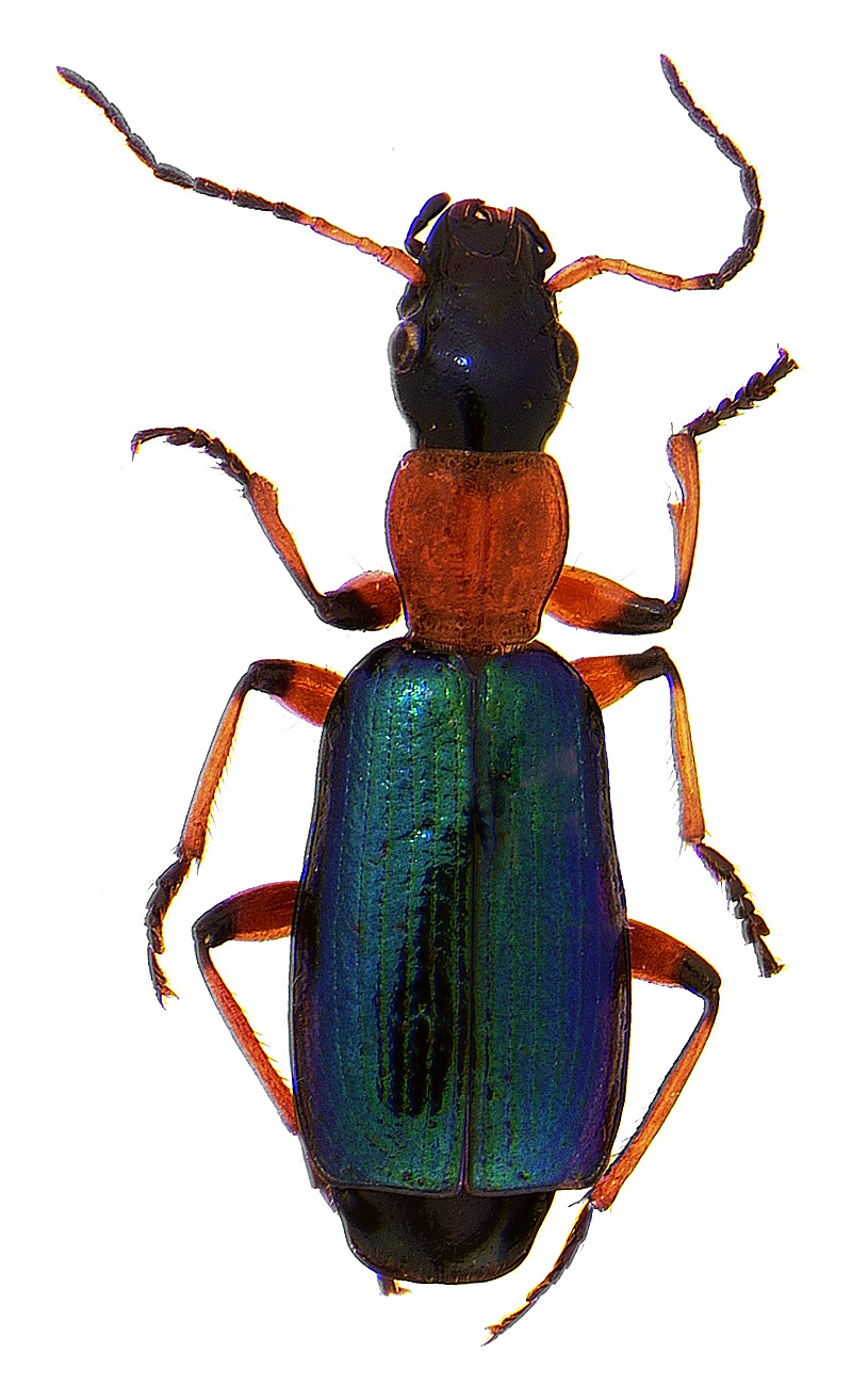 #7 Calleida beetle