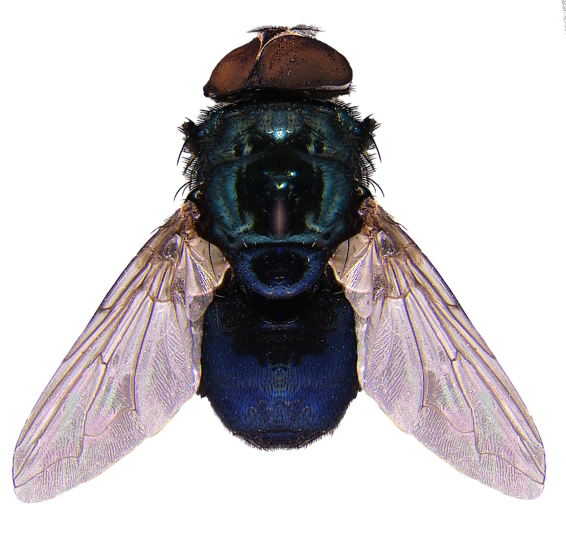 #15 Blow fly