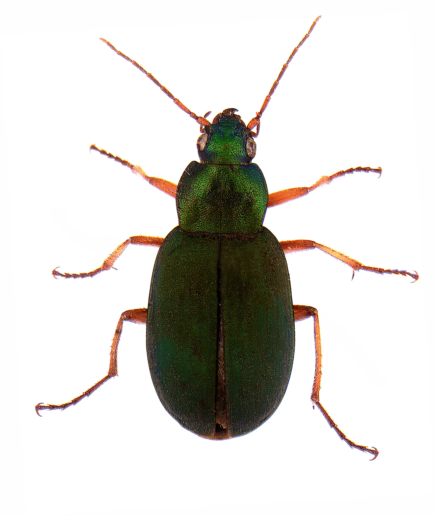 #9 Green pubescent ground beetle