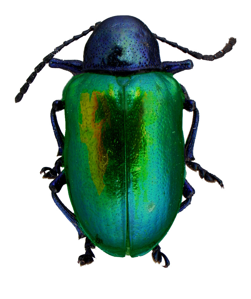 #12 Dogbane beetle