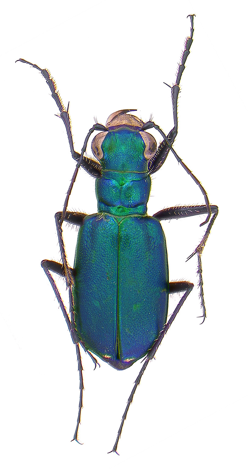 #8 Six spotted tiger beetle
