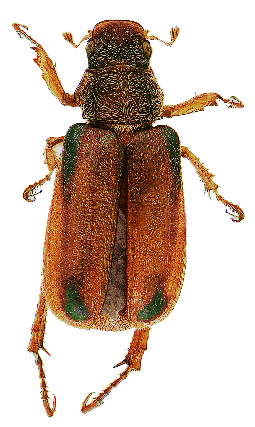 #11 Green marked chafer