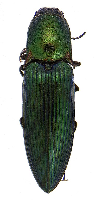 #5 Green click beetle