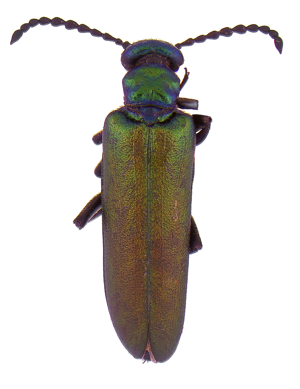 #10 Nuttall blister beetle
