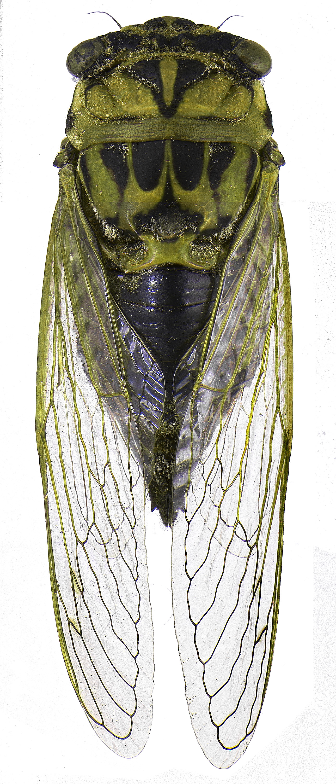 #18 Annual cicada