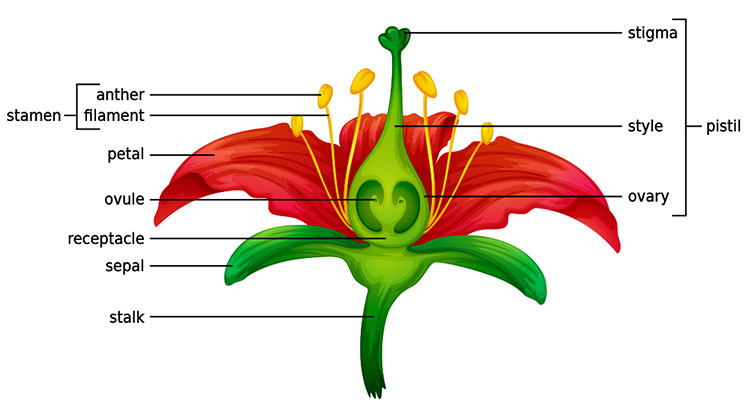 Figure 1 Anatomy in a perfect flower