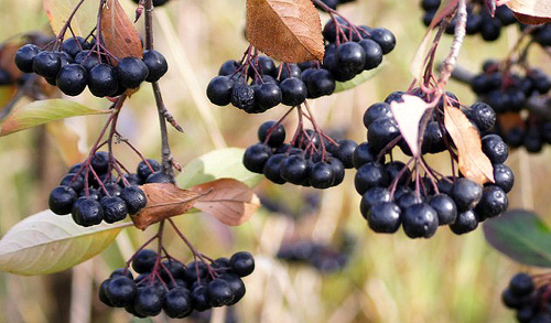 Page 23 Aronia berries