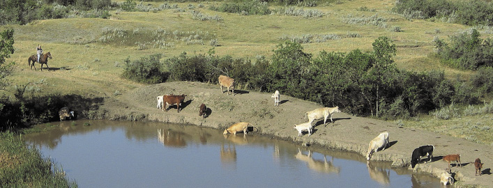 Cattle at water