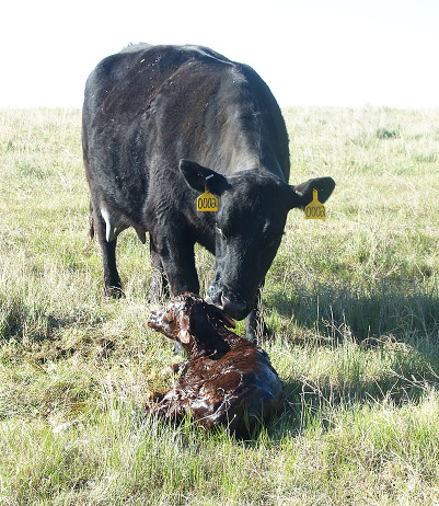 Mother with calf