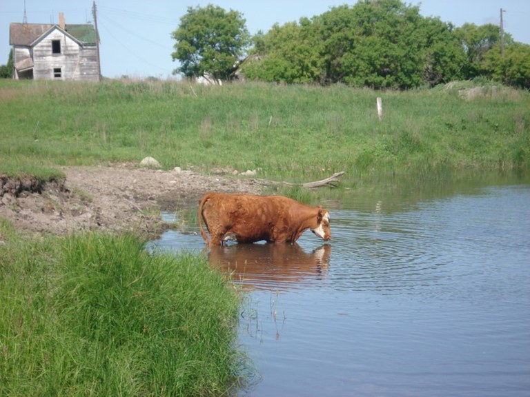 Cow wading in water