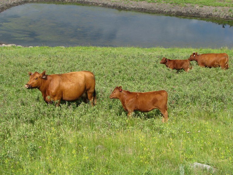 cows near water source