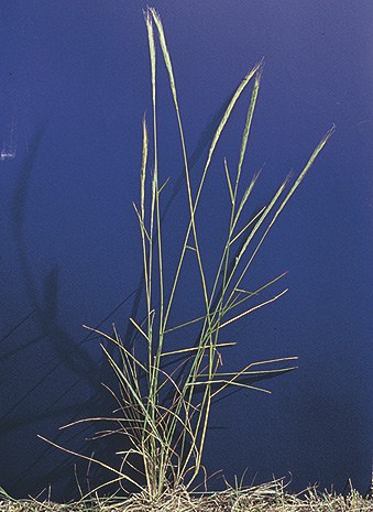 Bearded wheatgrass