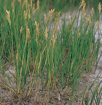 Inland saltgrass