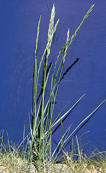 Western wheatgrass