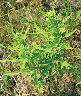 Western ragweed