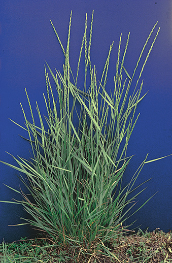 Intermediate/Pubescent wheatgrass