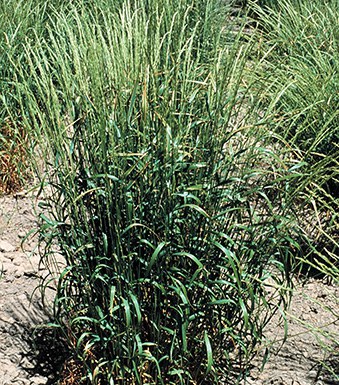 Green wheatgrass (RS hybrid)