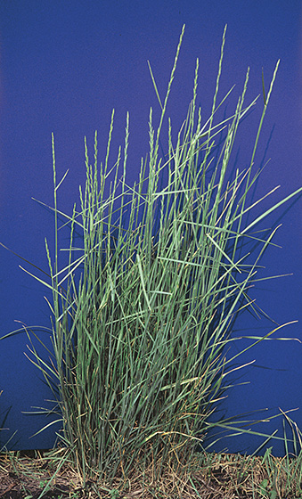 Tall wheatgrass