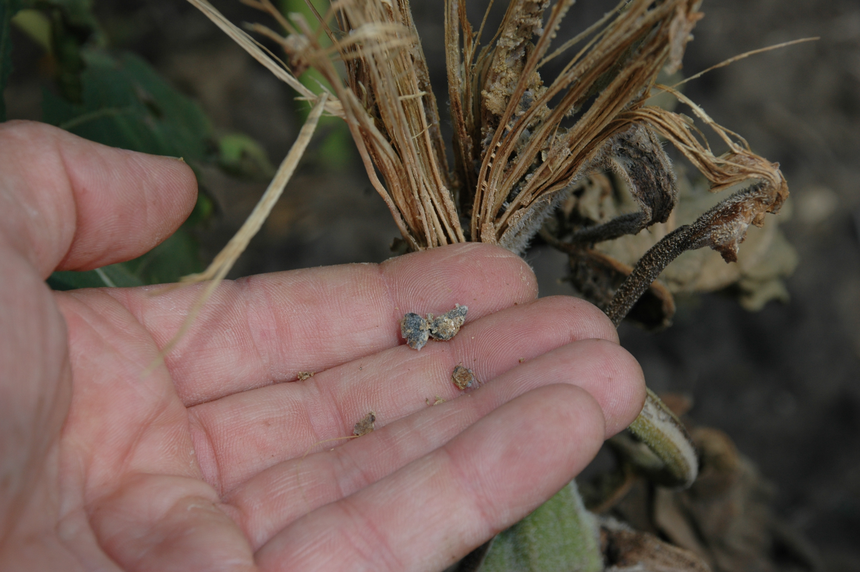 Sclerotia produced in a sclerotinia-infected sunflower