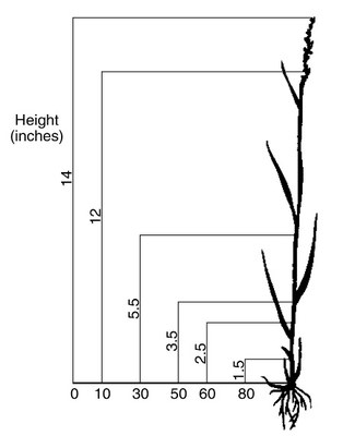 Figure 1. Percent of weight of western wheatgrass utilized at different stubble heights1.