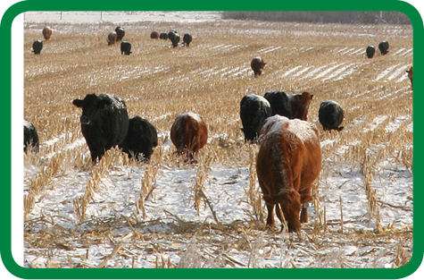 Cattle grazing on corn residue
